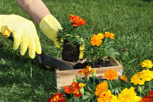 In the photograph, a gardener wearing yellow rubber gloves is planting a small orange flowering shrub into a wooden planter box filled with dark soil, situated on a well-maintained lawn. Surrounding the planter box are vibrant marigold flowers with bright orange and yellow blooms, planted directly in the ground. The background features a lush, green grassy area typical of a residential garden in Stratford, with a mix of blooming plants and healthy, dense grass. The scene appears to be outdoors on a clear day, with natural light illuminating the colorful flowers and greenery, reflecting a well-kept outdoor space suitable for gardening services offered by Lawn Mowing Stratford. The composition highlights the process of planting and garden maintenance, with a focus on the variety of plants and textures, including the smooth grass and the textured soil, conveying a professional and natural gardening environment.