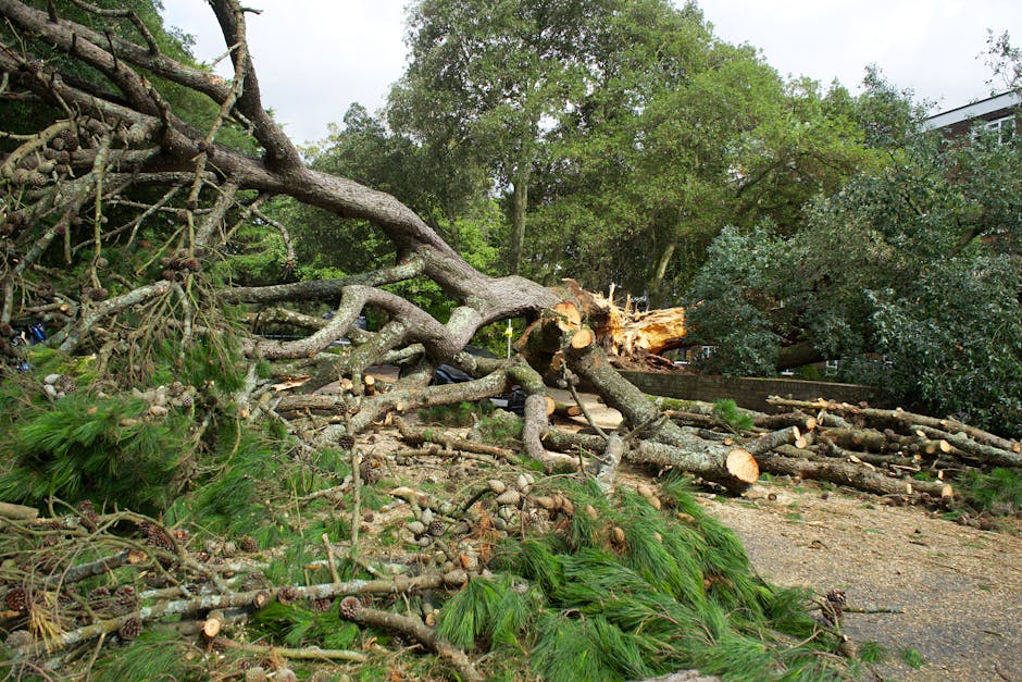 A large mature deciduous tree with a thick, textured trunk displaying patches of smooth, pale bark and some rougher, darker areas. The tree's broad branches extend outward and upward, covered in dense